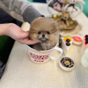 import placeholder for 335