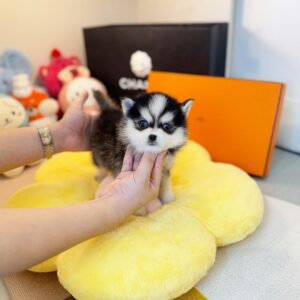 import placeholder for 56