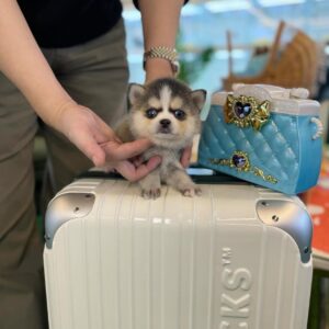 import placeholder for 52