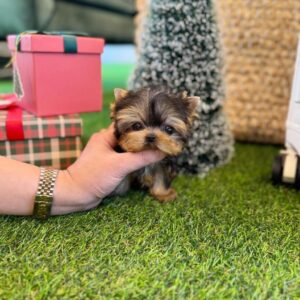 import placeholder for 39