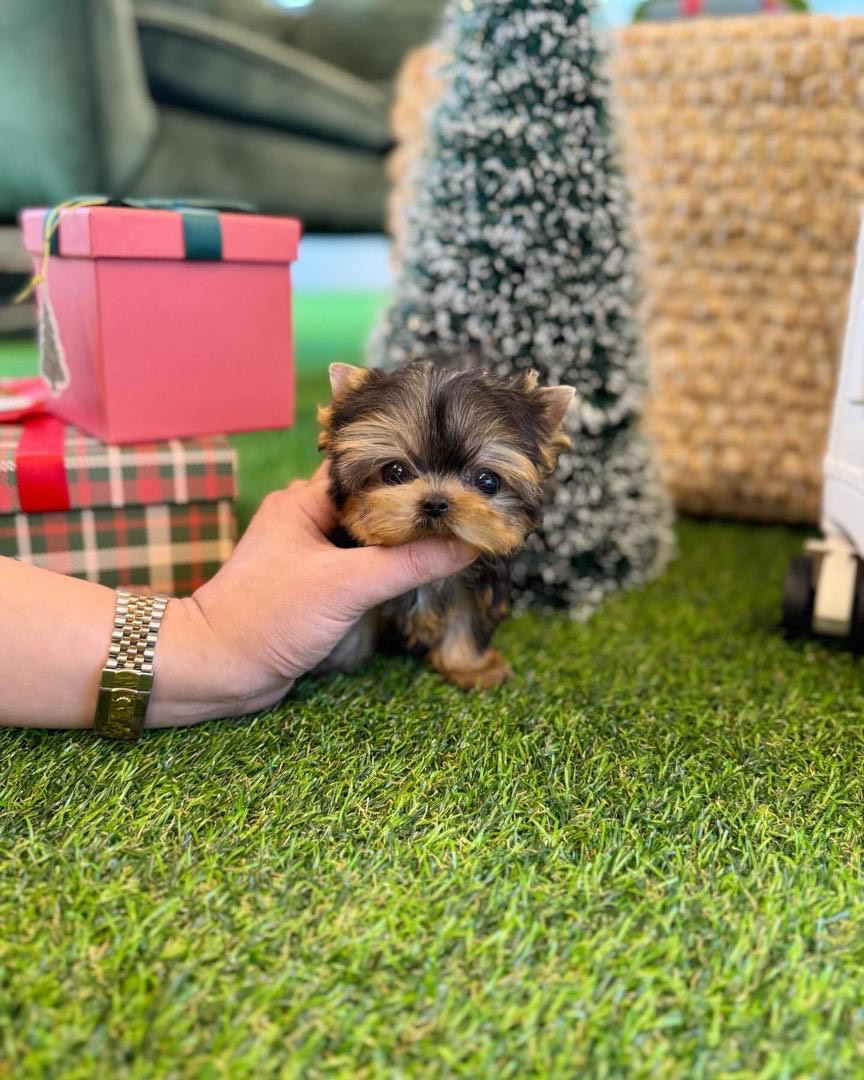 import placeholder for 39 import placeholder for 39