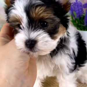 import placeholder for 37