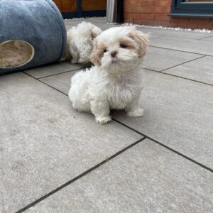 import placeholder for 50