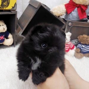 import placeholder for 343