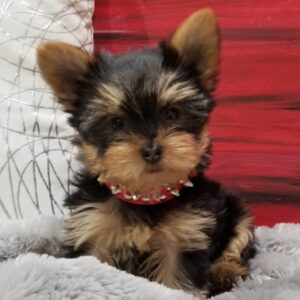 import placeholder for 33