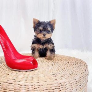 import placeholder for 35