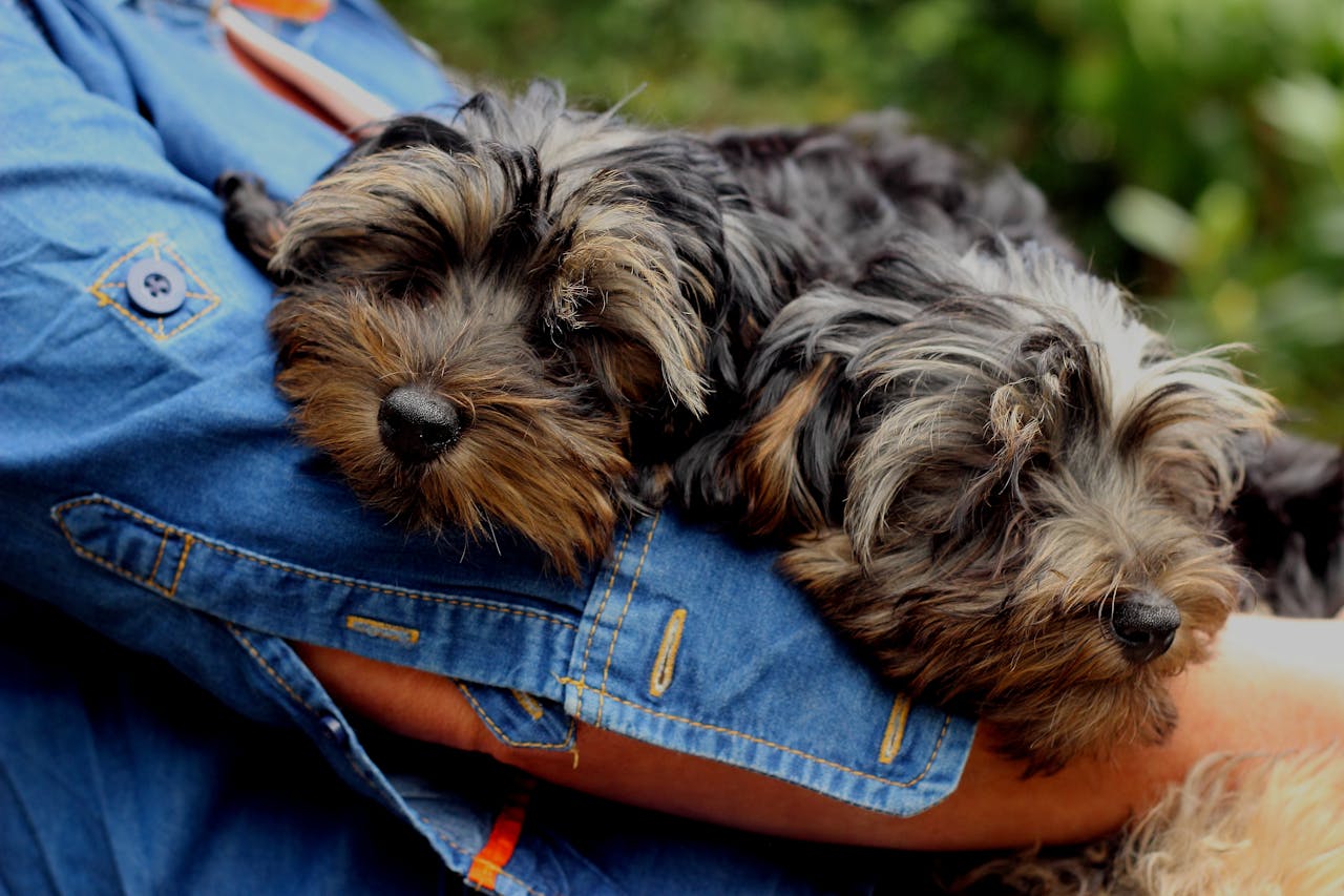 Adorable Yorkshire Terrier puppies comfortably resting in someones arm, showcasing their fluffy fur.