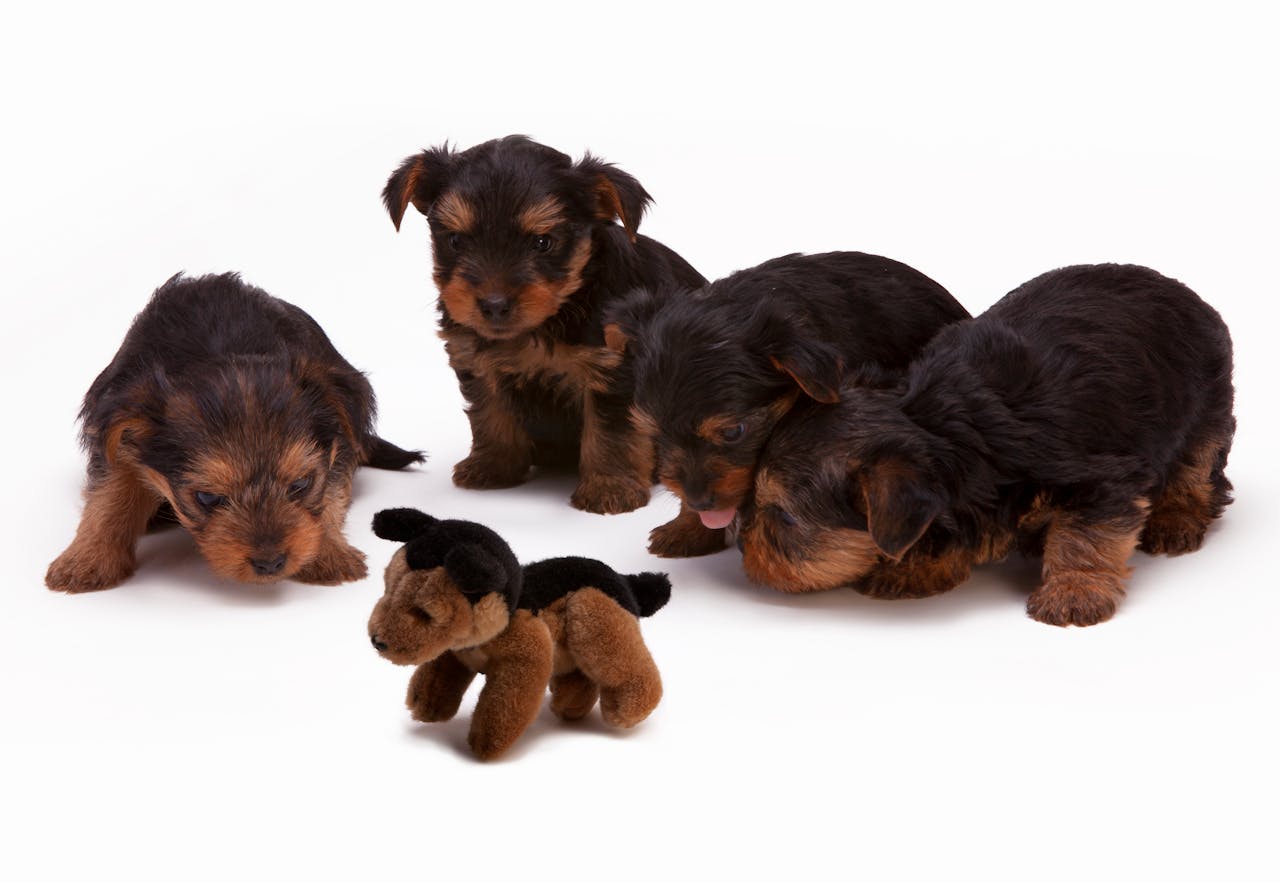 Four Yorkshire Terrier puppies curiously exploring a plush toy in a studio setting.