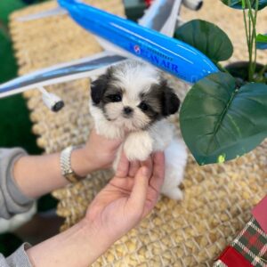 import placeholder for 43